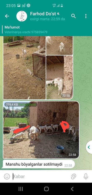 Zotdor Echkilar sotiladi zanin sutdor echkilari