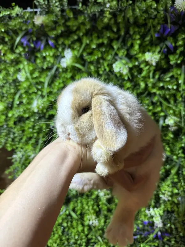 карликове кролики карликове кролики