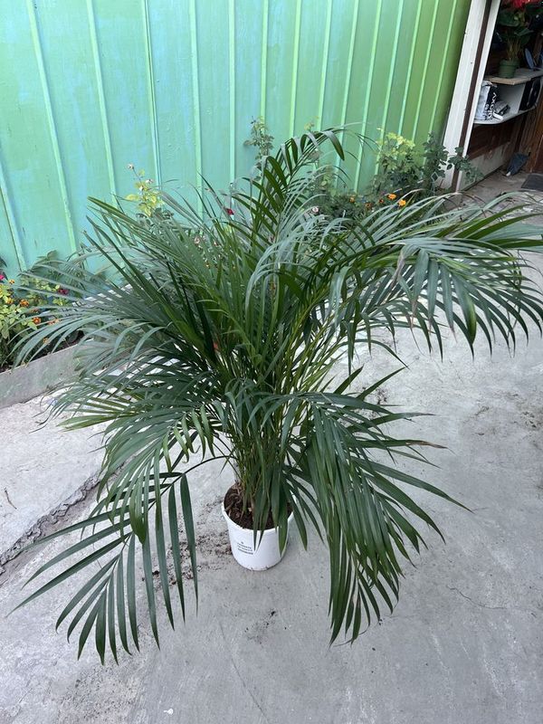 Фикусы, торг есть Фикусы, торг есть