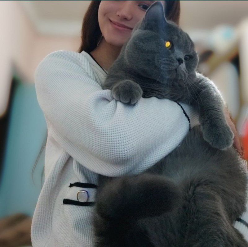Продается кот породы скоттиш страйт Продается кот породы скоттиш страйт