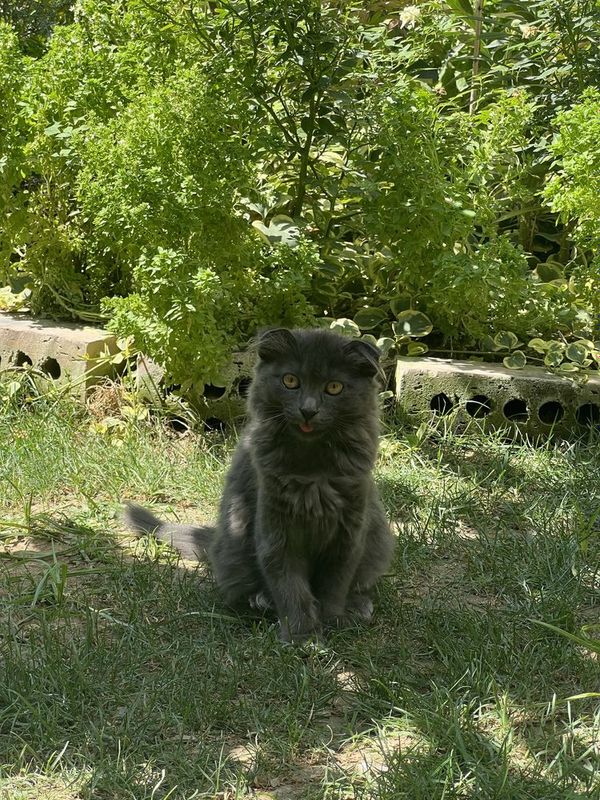 Koshka domashniy uyda boqilgan Koshka domashniy uyda boqilgan
