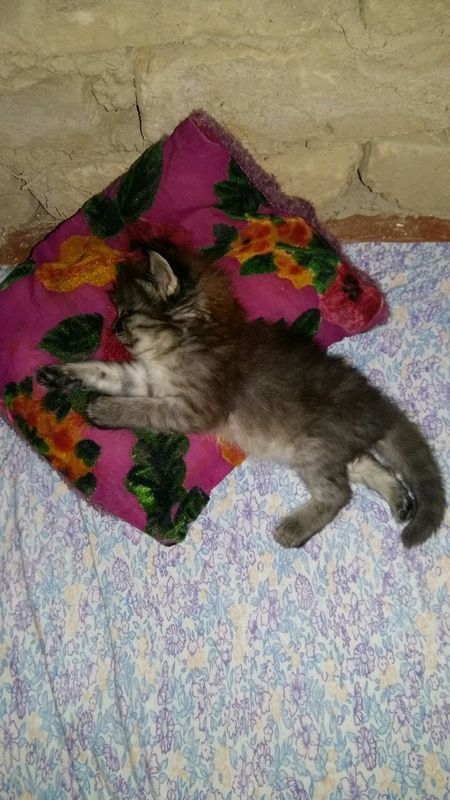 Котята от сибирской кошки