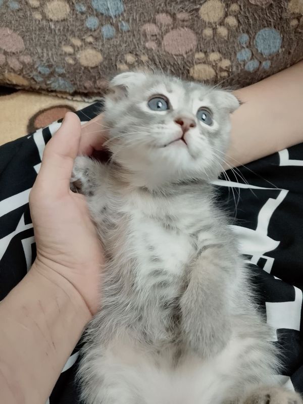 Продаются веслоухие котята