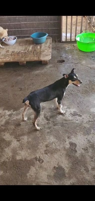 Собака бесплатно Собака бесплатно