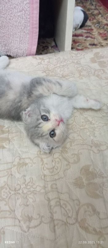 Zotli mushuk sotiladi Zotli mushuk sotiladi