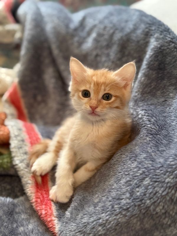 Отдам в добрые руки котят. Отдам в добрые руки котят.