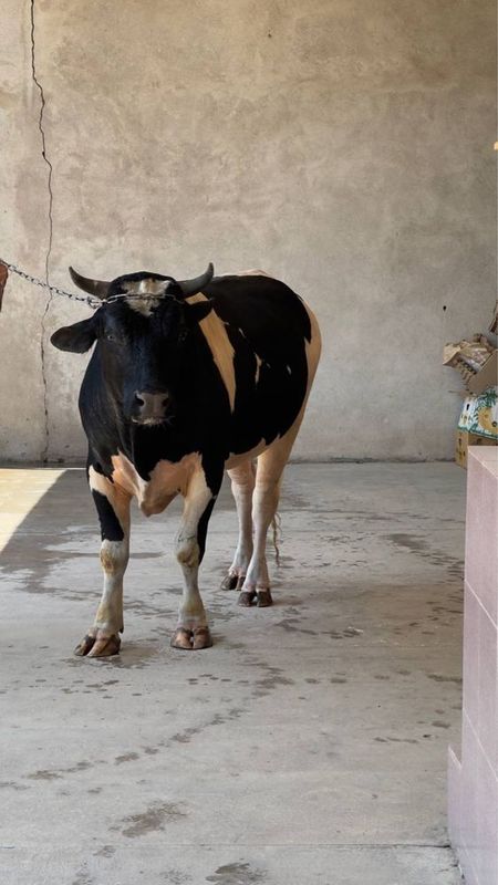 BUQA Sotiladi yemlashga tayyor. 1 yoshdan oshgan. ZOTTOR