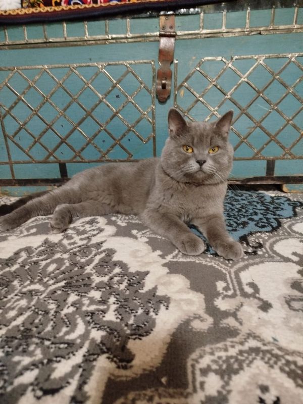 британский кот