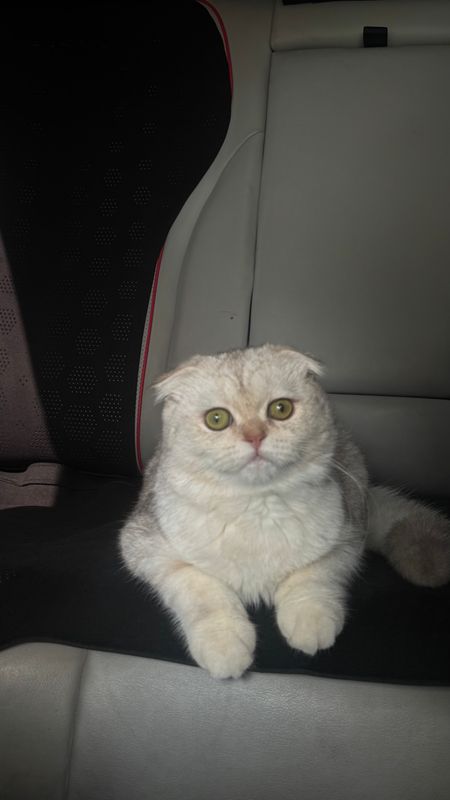 Кошка Кошка