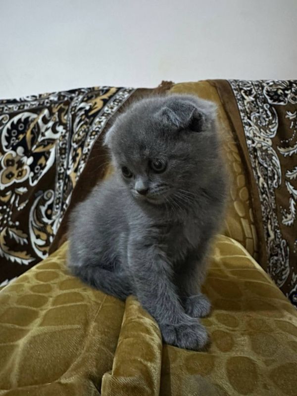 Zoti: scottish fold.