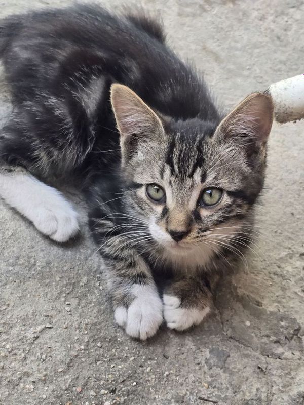 Котёнок мальчик,игривый Котёнок мальчик,игривый