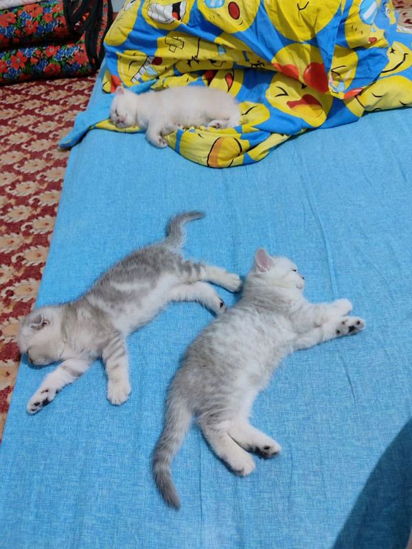 Mushukchalar sotiladii Mushukchalar sotiladii