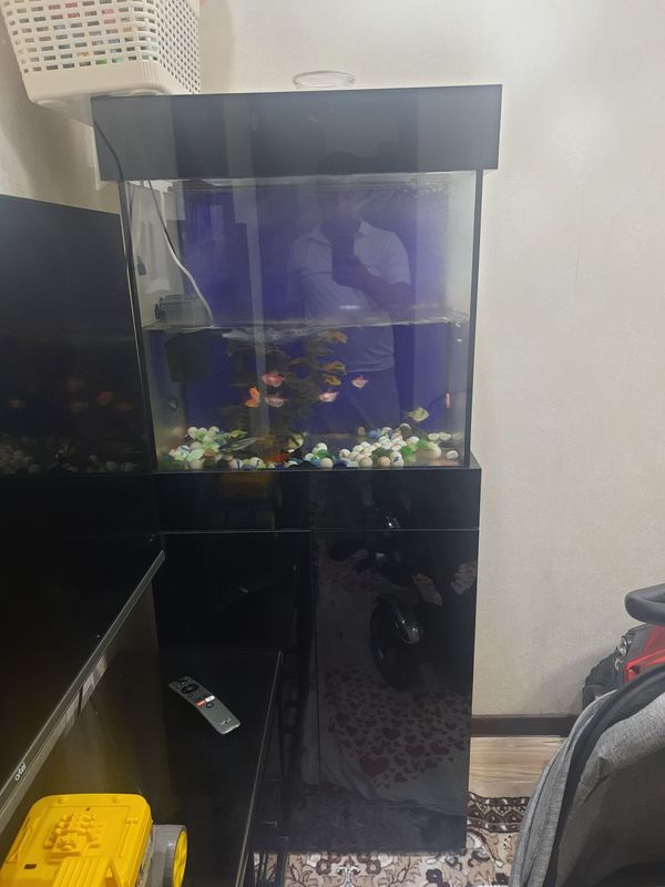 Akvarium sotiladi baliqlari va apparati bilan Akvarium sotiladi baliqlari va apparati bilan