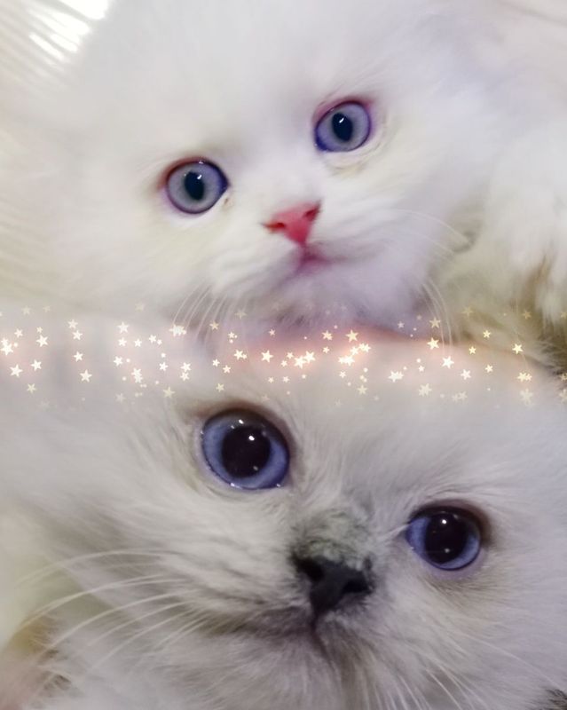 Роскошные Шотланские котята Скоттиш Фолд хайленд белый и Поинт Роскошные Шотланские котята Скоттиш Фолд хайленд белый и Поинт