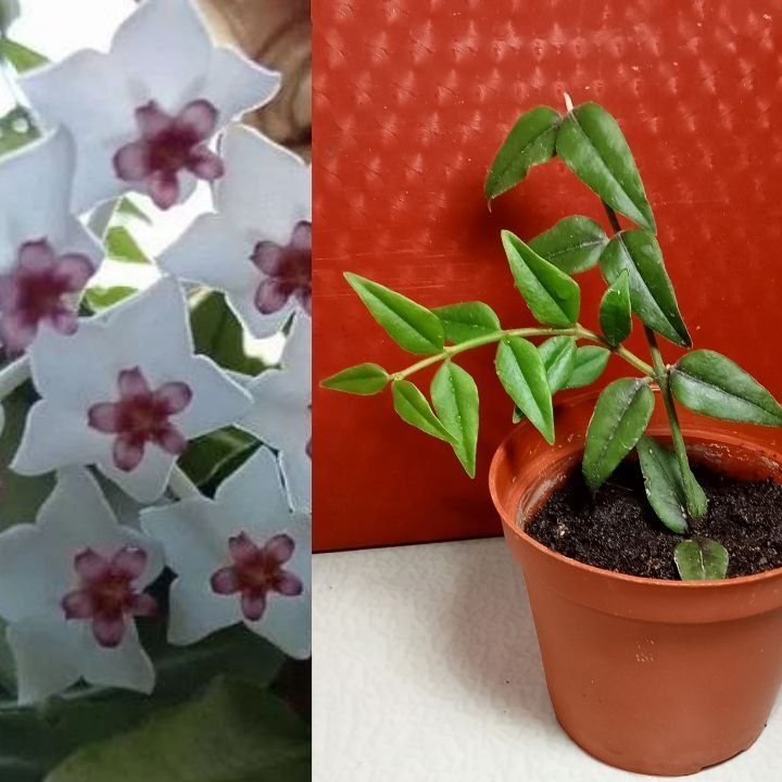 Продам. Хойя Белла. Продам. Хойя Белла.