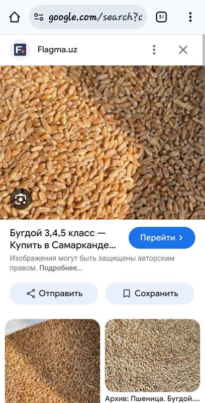 Бугдой галла бор