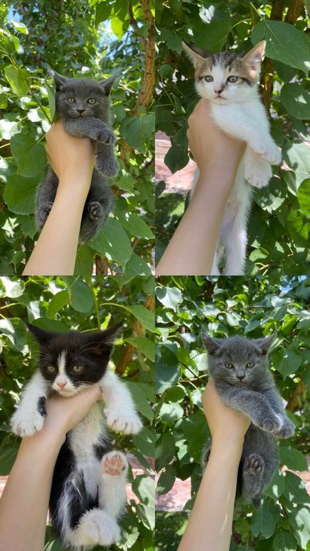 Маленькие котята страйты/ТАШКЕНТ Маленькие котята страйты/ТАШКЕНТ