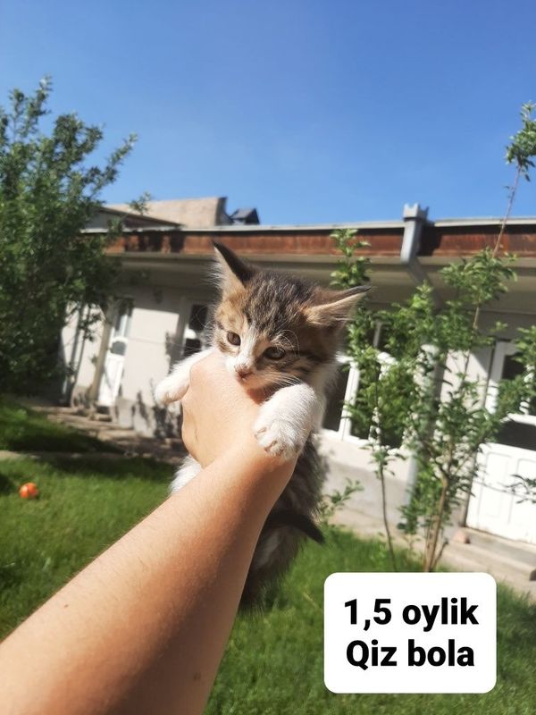 Mushuk bolalari yaxshi insonlarga sotiladi Mushuk bolalari yaxshi insonlarga sotiladi