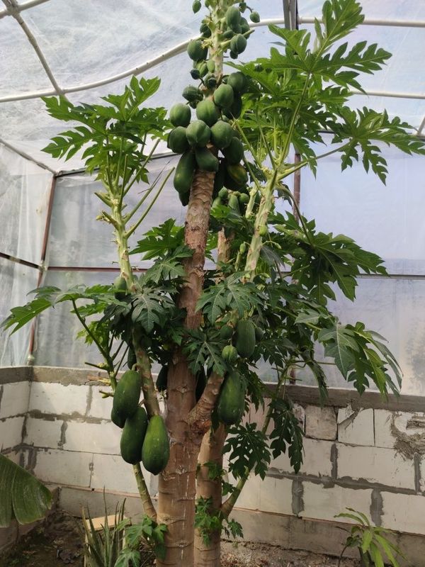 Papaya mevasi va bargi