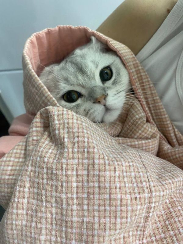 Mushuk tozza zotli Scottish Fold ismi (Momiq) Mushuk tozza zotli Scottish Fold ismi (Momiq)