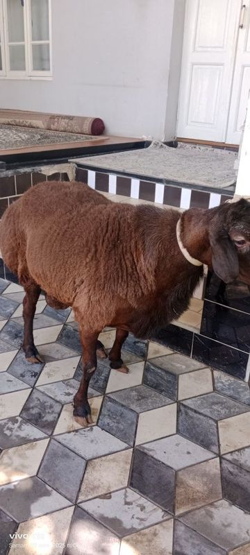 Zotli xisori qochqorlar sotiladi tirik vazni 135 kilo Zotli xisori qochqorlar sotiladi tirik vazni 135 kilo