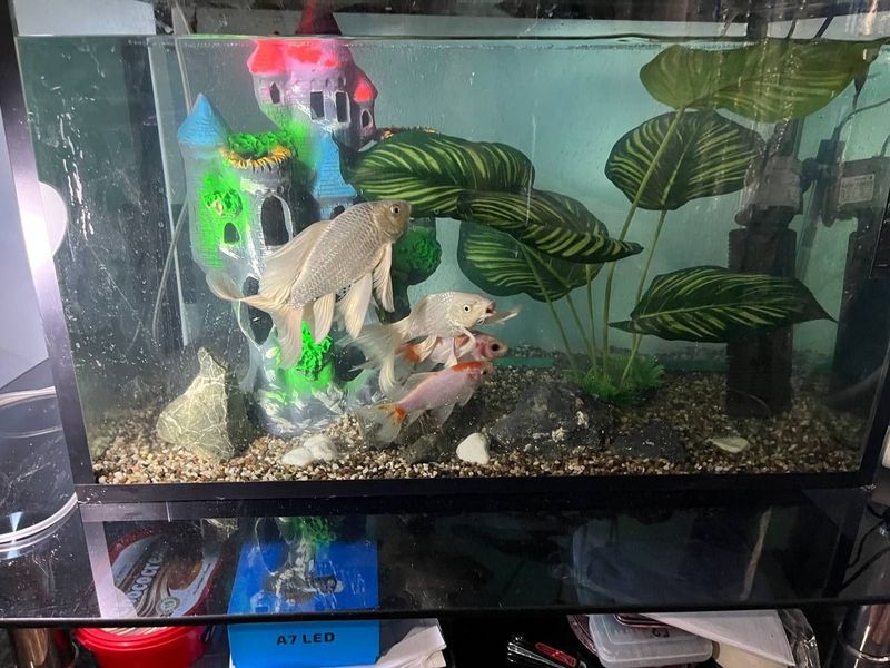 Akvarium 160 litrli 5ta kotta baliqlari bilan. Akvarium 160 litrli 5ta kotta baliqlari bilan.