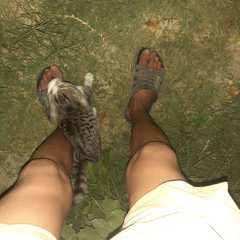 Aqiliy mushuk qizbola