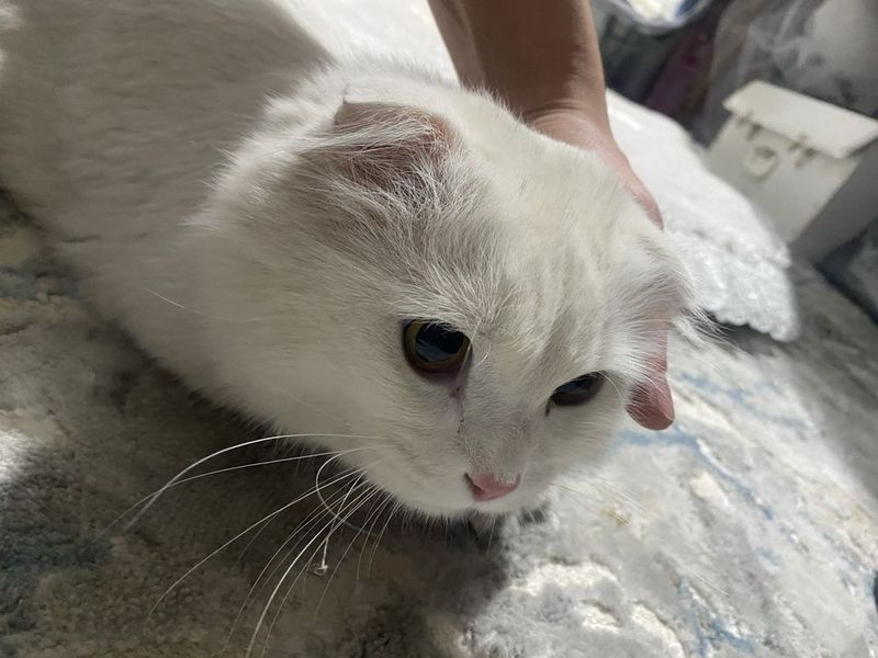 вислоухие скоттишфолд вислоухие скоттишфолд