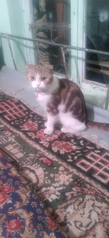 sotaman yagyolda qizbola va erkak