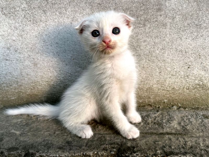 котенок фолда котенок фолда