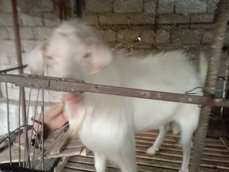 Zotga echki sotiladi Zotga echki sotiladi