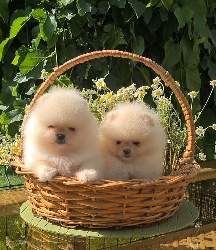 Щенки мини шпица Щенки мини шпица