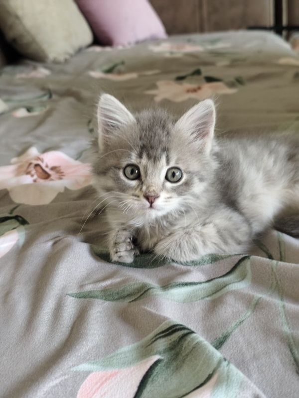 Кошка домашние животные