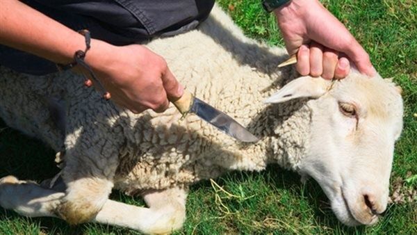 Mirzo ulug'bek tumani biyicha qurbonlikka quy suyish hizmati