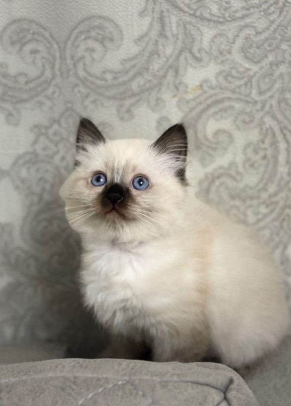 Сиамские породистые котята Сиамские породистые котята