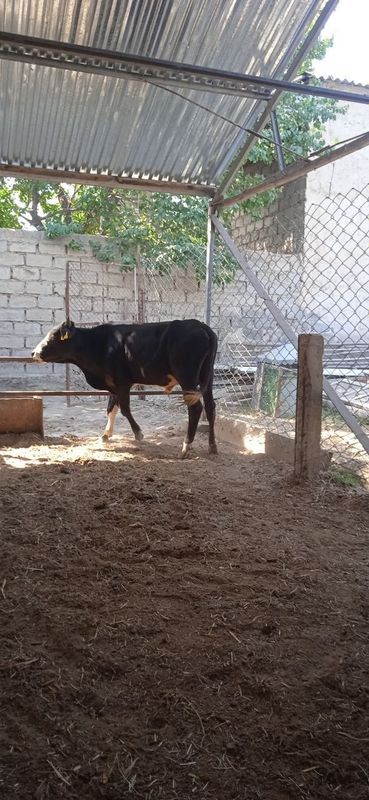 Buqqa sotiladi yeyishi zòr soģlom