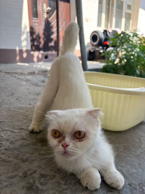 Срочно!!Scottish Fold mushuk 3 yoshli
