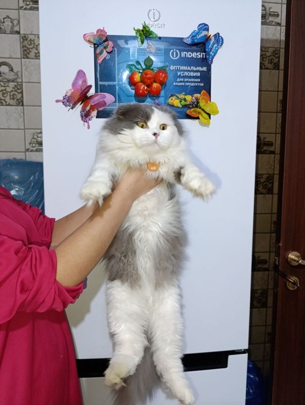 Asal kuyovga kelin kerak Asal kuyovga kelin kerak