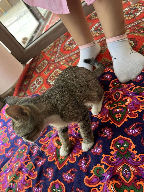 Отдам котёнка в добрые рук