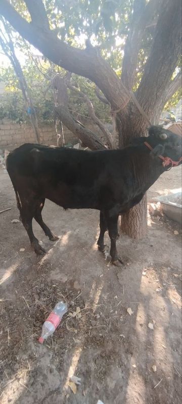 Buqacha sotiladi Buqacha sotiladi