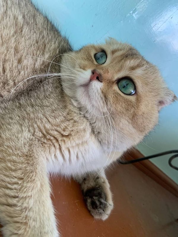 Vyazka Sulton qiz mushulani taklif qiladi
