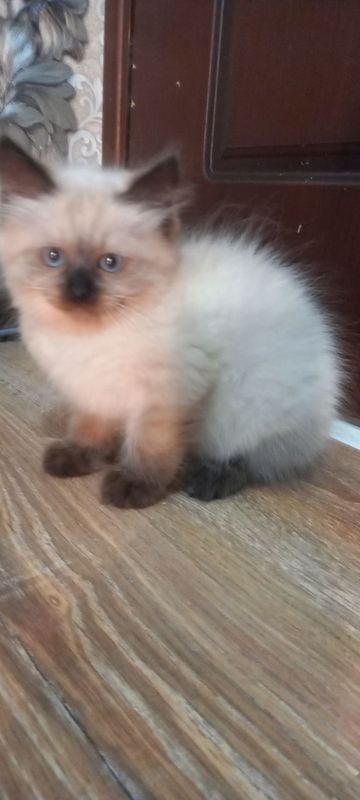 Сиамские котята продаются