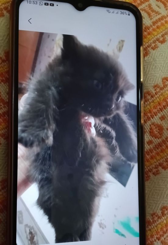 Котёнок в добрые руки Котёнок в добрые руки