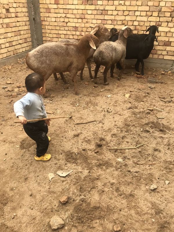 Qassab serviz hizmat Qassab serviz hizmat