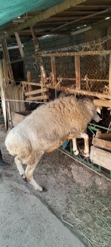2та дан Тугдирадиган Насил колдирувчи Амирий Кучкор СОТИЛАДИ 2та дан Тугдирадиган Насил колдирувчи Амирий Кучкор СОТИЛАДИ