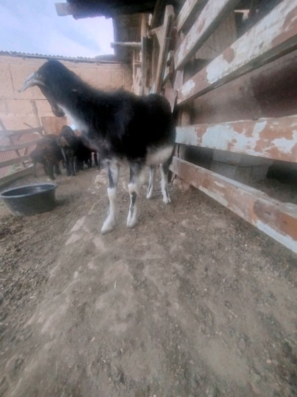 zoti toza 4 oilik taka 3 ta tug'ilgan zoti toza zoti toza 4 oilik taka 3 ta tug'ilgan zoti toza