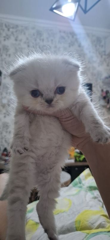 Продаются котята скотишь фолд