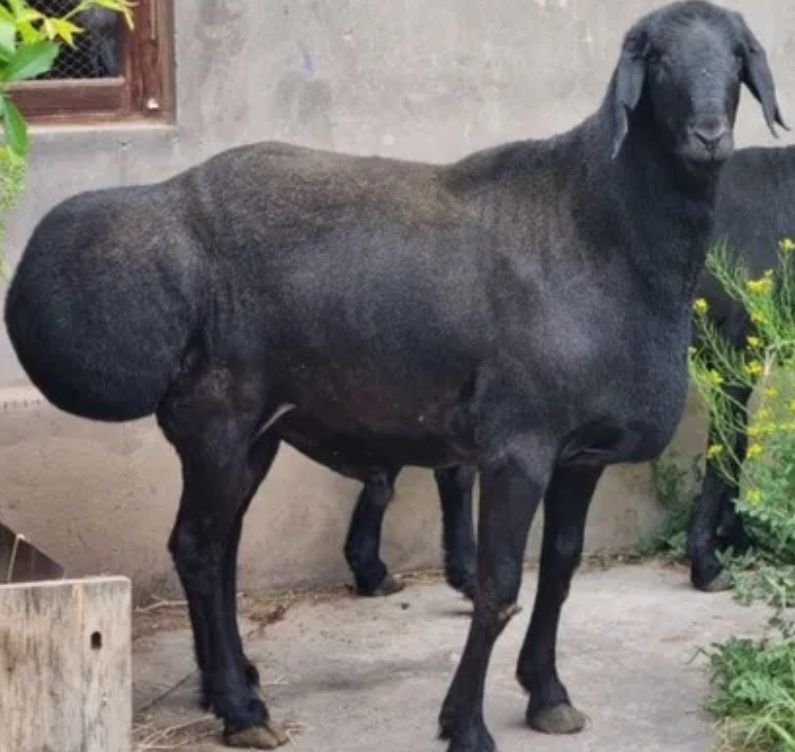 Qo'chqor Sotiladi