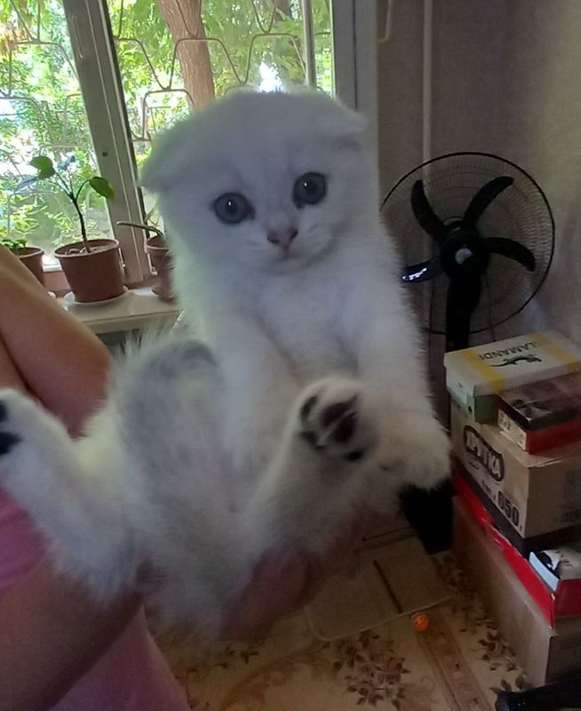 Продаю котенка скоттиш фолд Продаю котенка скоттиш фолд