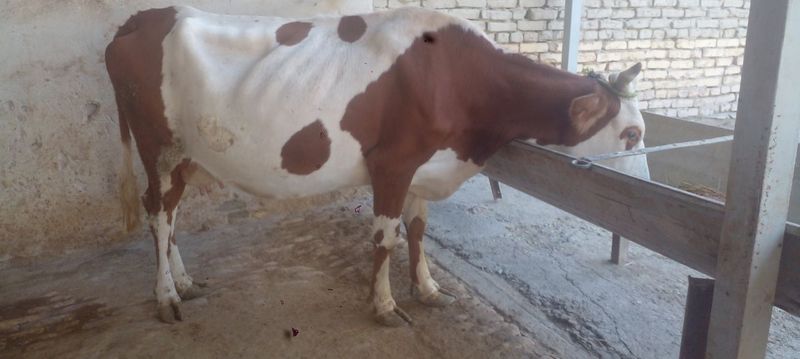 Sirochna Ona bola sigir sotiladi Sirochna Ona bola sigir sotiladi